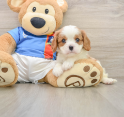 5 week old Cavalier King Charles Spaniel Puppy For Sale - Premier Pups