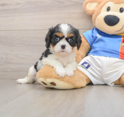 5 week old Cavalier King Charles Spaniel Puppy For Sale - Premier Pups