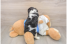 Cavalier King Charles Spaniel Puppy for Adoption