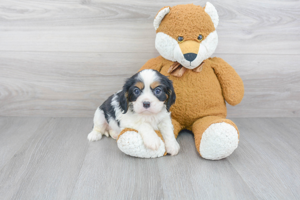 Best Cavalier King Charles Spaniel Baby