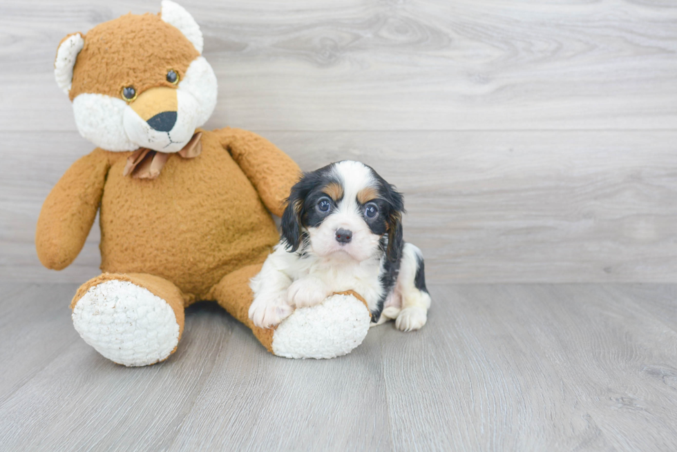 Small Cavalier King Charles Spaniel Purebred Pup