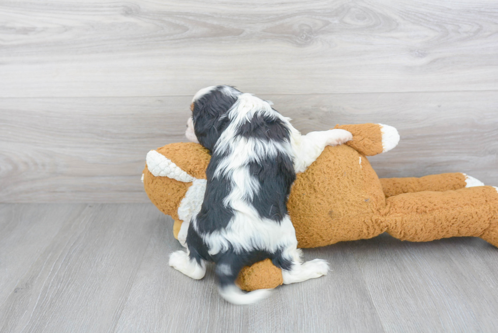 Hypoallergenic Cavalier King Charles Spaniel Purebred Pup