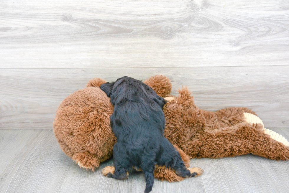 Cavalier King Charles Spaniel Puppy for Adoption