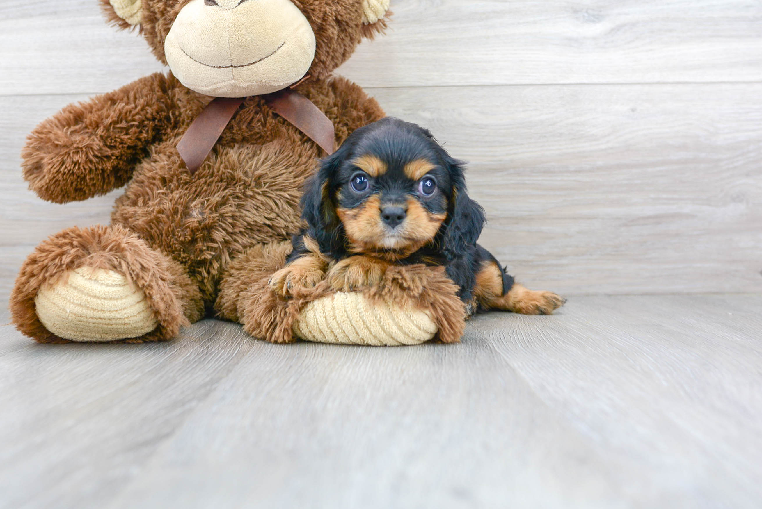 Small Cavalier King Charles Spaniel Baby