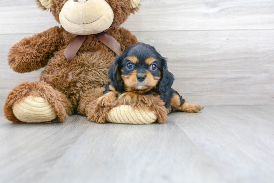 Small Cavalier King Charles Spaniel Baby