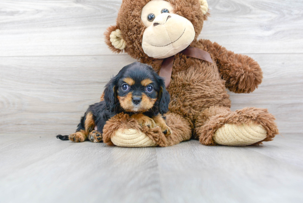 Best Cavalier King Charles Spaniel Baby