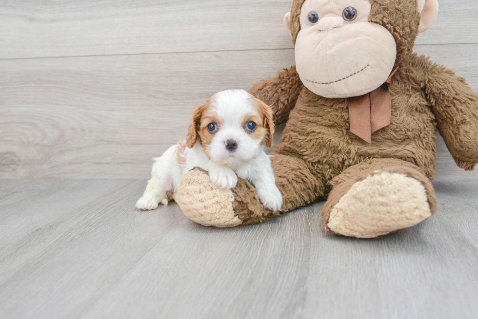 Cavalier King Charles Spaniel Pup Being Cute