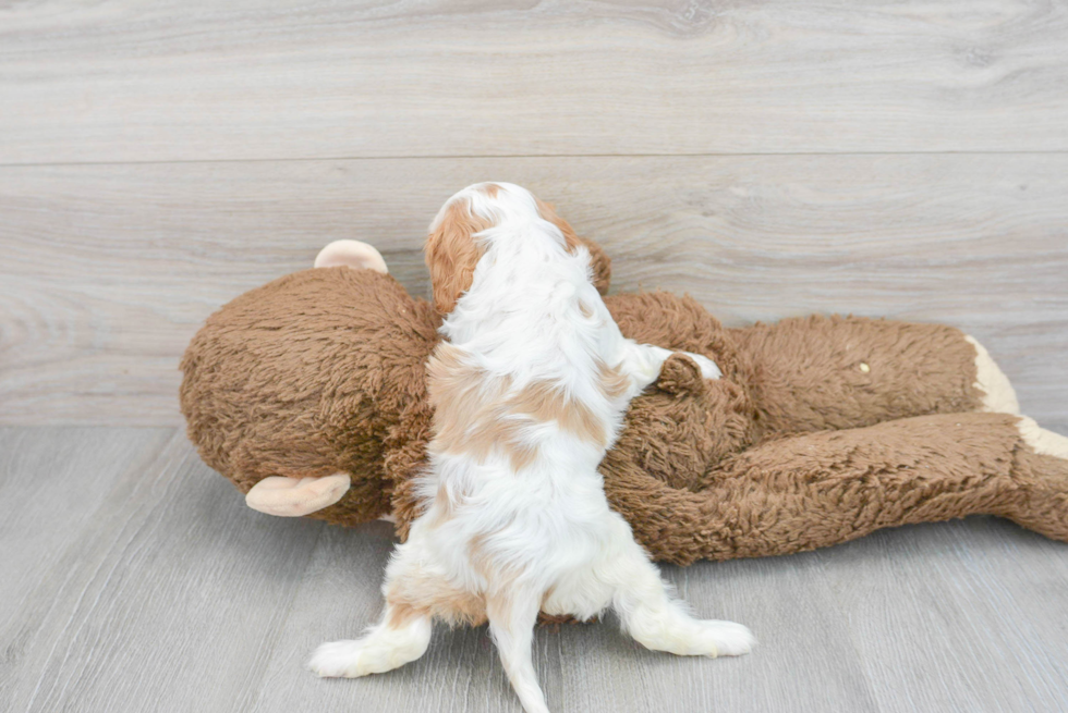 Popular Cavalier King Charles Spaniel Baby