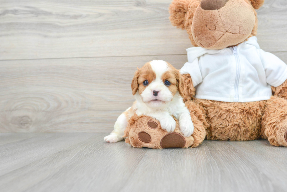 Cavalier King Charles Spaniel Pup Being Cute