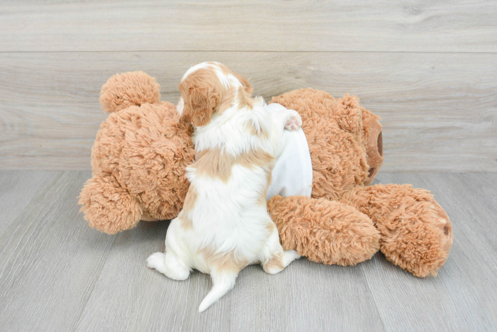 Smart Cavalier King Charles Spaniel Purebred Puppy