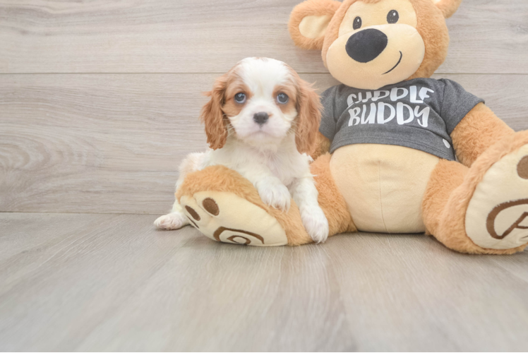 Sweet Cavalier Purebred Puppy