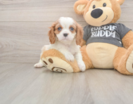 7 week old Cavalier King Charles Spaniel Puppy For Sale - Premier Pups