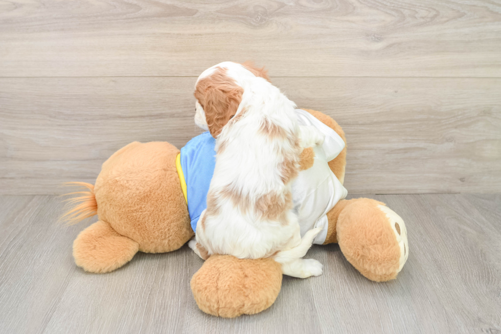 Cavalier King Charles Spaniel Puppy for Adoption