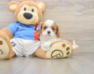 5 week old Cavalier King Charles Spaniel Puppy For Sale - Premier Pups