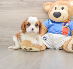 5 week old Cavalier King Charles Spaniel Puppy For Sale - Premier Pups