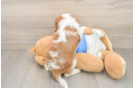 Cavalier King Charles Spaniel Pup Being Cute