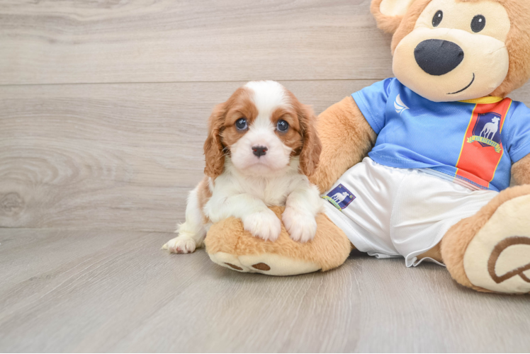 Cavalier King Charles Spaniel Puppy for Adoption