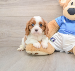 5 week old Cavalier King Charles Spaniel Puppy For Sale - Premier Pups
