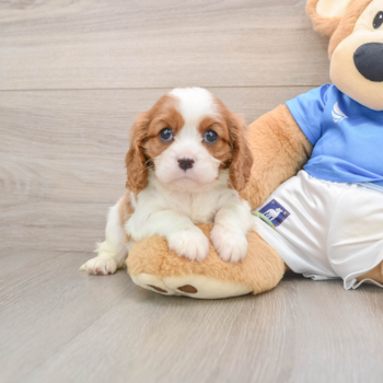 Cavalier King Charles Spaniel Puppy for Adoption
