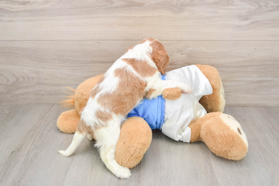 Cavalier King Charles Spaniel Puppy for Adoption