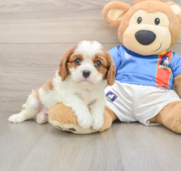 5 week old Cavalier King Charles Spaniel Puppy For Sale - Premier Pups