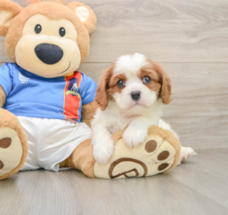 5 week old Cavalier King Charles Spaniel Puppy For Sale - Premier Pups