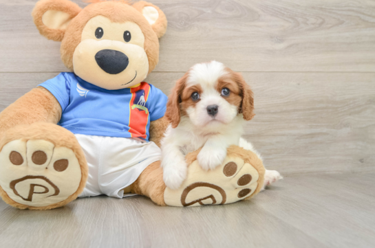 Best Cavalier King Charles Spaniel Baby