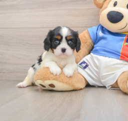 5 week old Cavalier King Charles Spaniel Puppy For Sale - Premier Pups