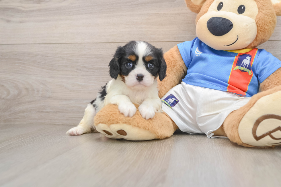 Cavalier King Charles Spaniel Puppy for Adoption