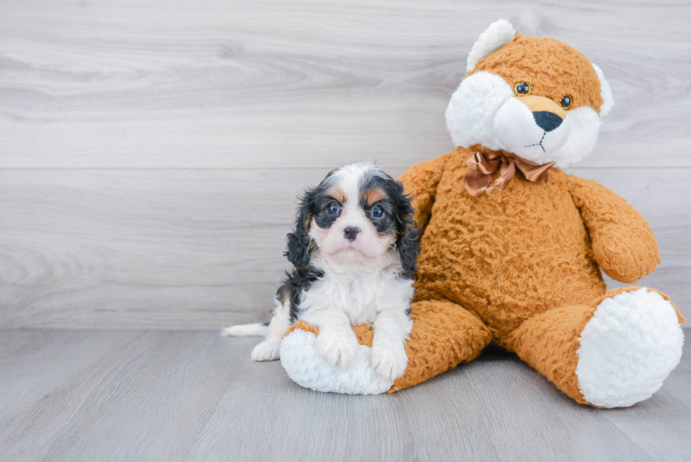 Playful Cavalier King Charles Spaniel Baby