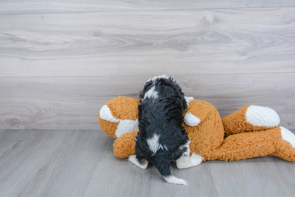 Cavalier King Charles Spaniel Puppy for Adoption