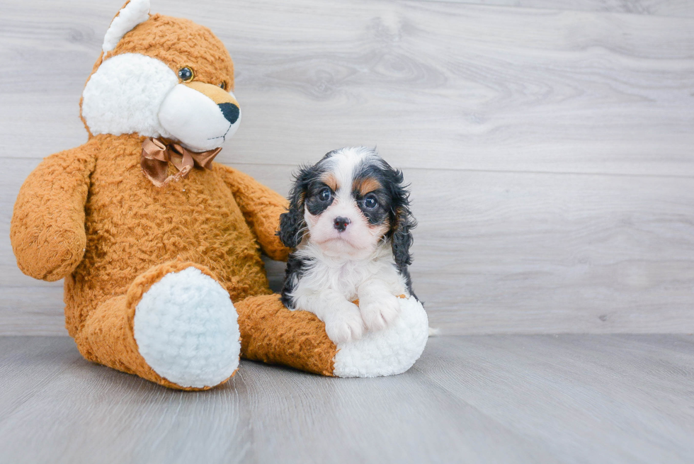 Popular Cavalier King Charles Spaniel Purebred Pup