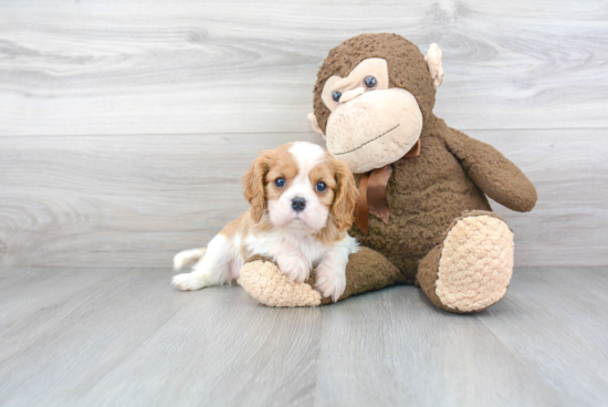 Playful Cavalier King Charles Spaniel Baby