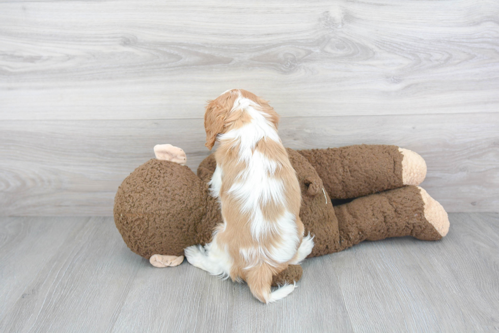 Cavalier King Charles Spaniel Pup Being Cute