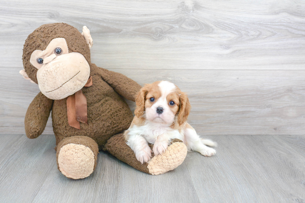 Best Cavalier King Charles Spaniel Baby