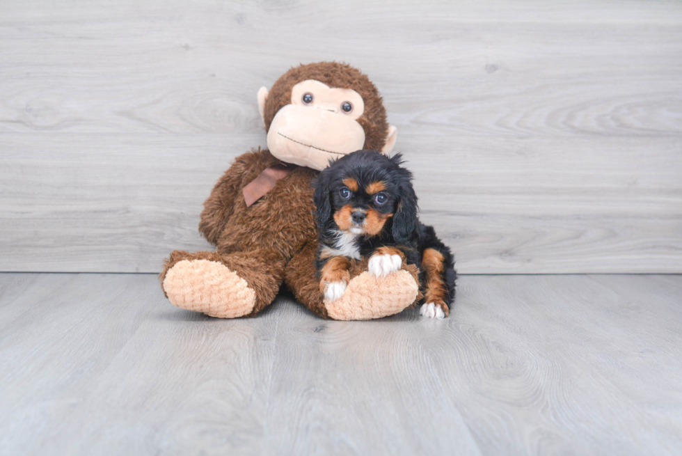 Fluffy Cavalier King Charles Spaniel Purebred Puppy