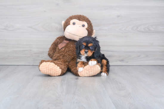 Fluffy Cavalier King Charles Spaniel Purebred Puppy