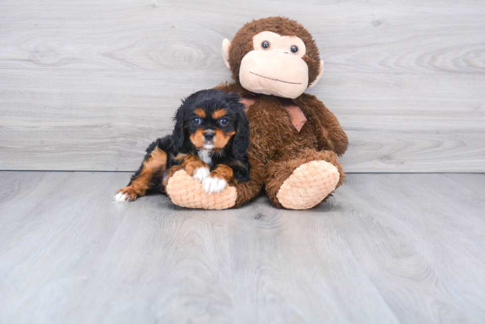 Cavalier King Charles Spaniel Puppy for Adoption