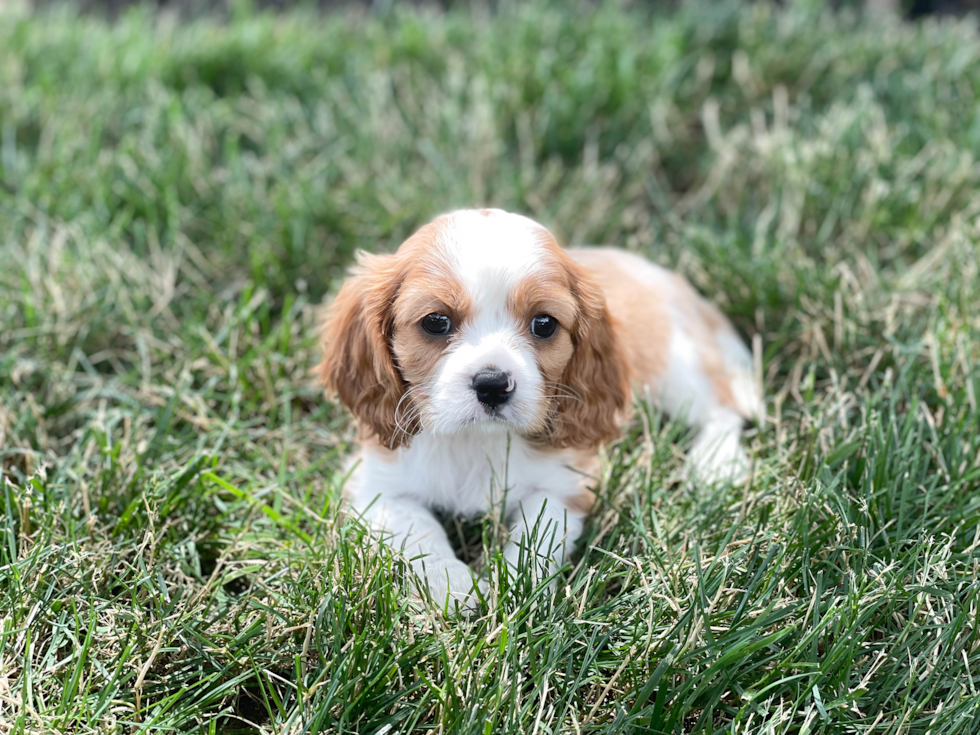 Cavalier King Charles Spaniel Puppy for Adoption
