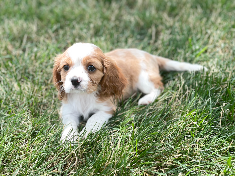Cavalier King Charles Spaniel Puppy for Adoption