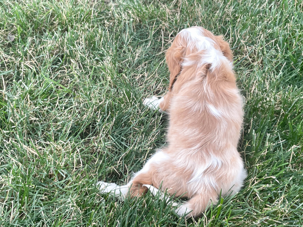 Cavalier King Charles Spaniel Pup Being Cute