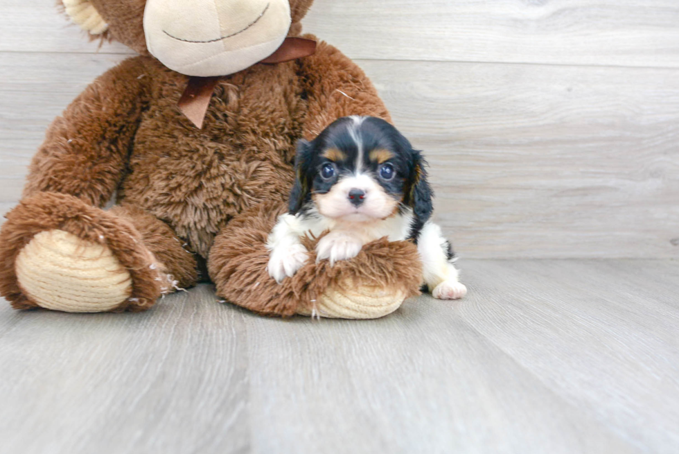 Cavalier King Charles Spaniel Pup Being Cute