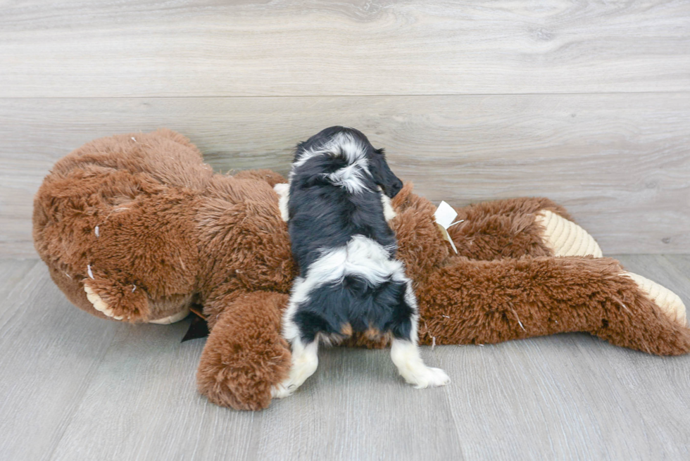 Friendly Cavalier King Charles Spaniel Baby