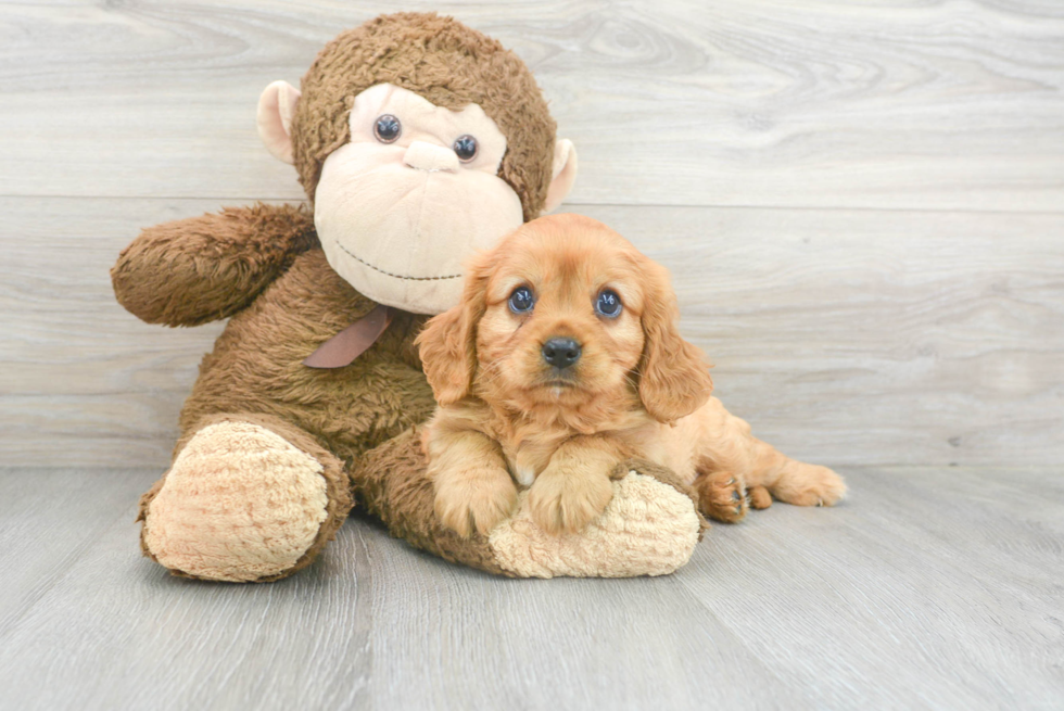 Playful Cavalier King Charles Spaniel Baby