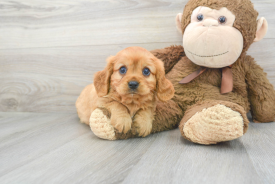 Best Cavalier King Charles Spaniel Baby