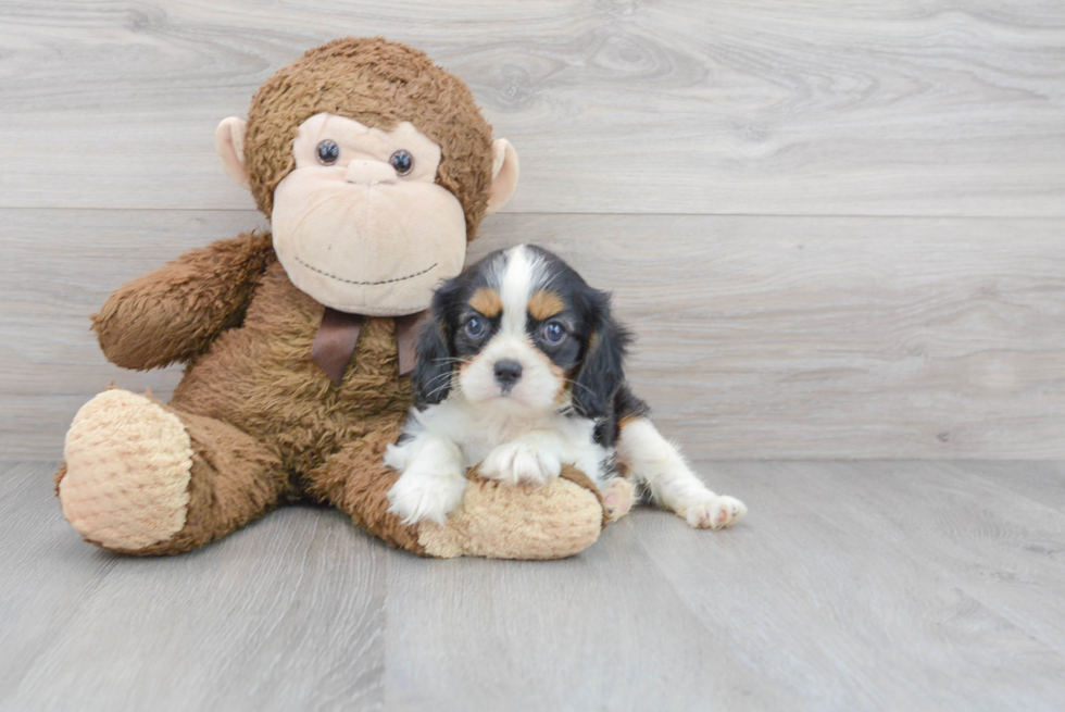 Cavalier King Charles Spaniel Pup Being Cute