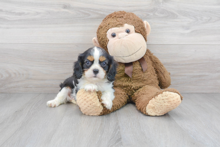 Hypoallergenic Cavalier King Charles Spaniel Baby