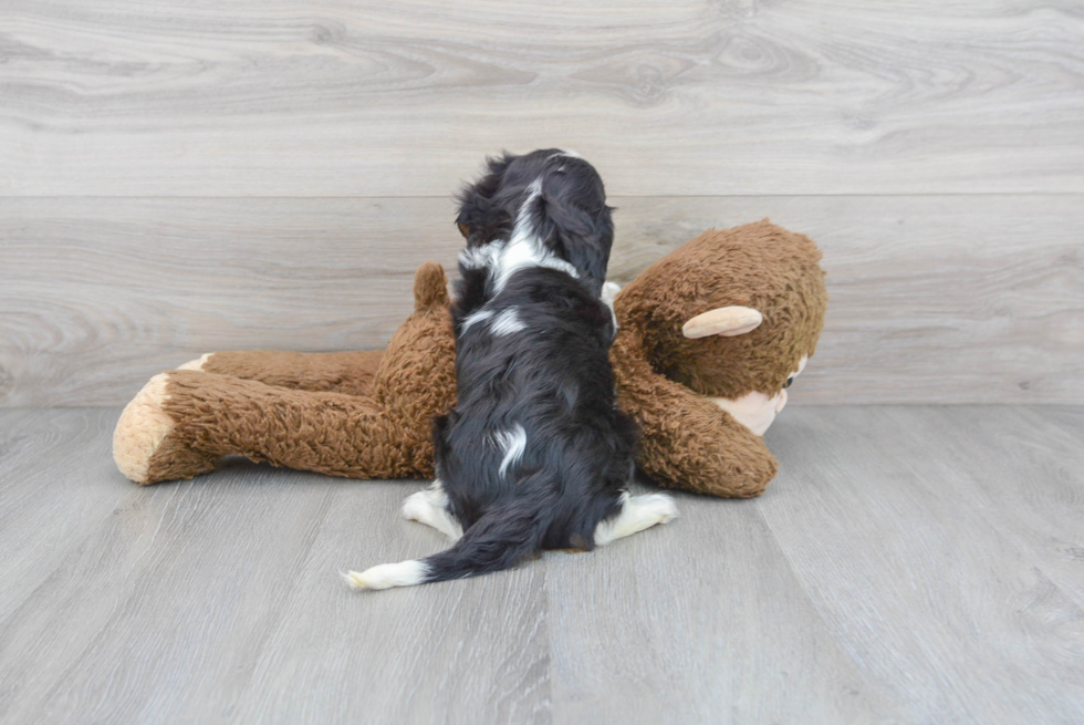 Cavalier King Charles Spaniel Pup Being Cute