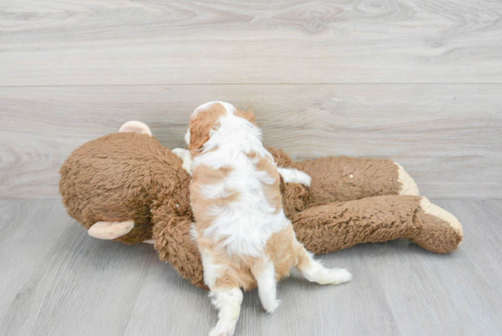 Friendly Cavalier King Charles Spaniel Purebred Pup