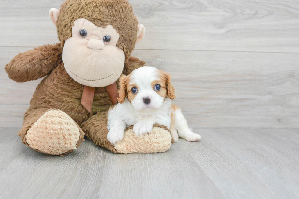 Best Cavalier King Charles Spaniel Baby